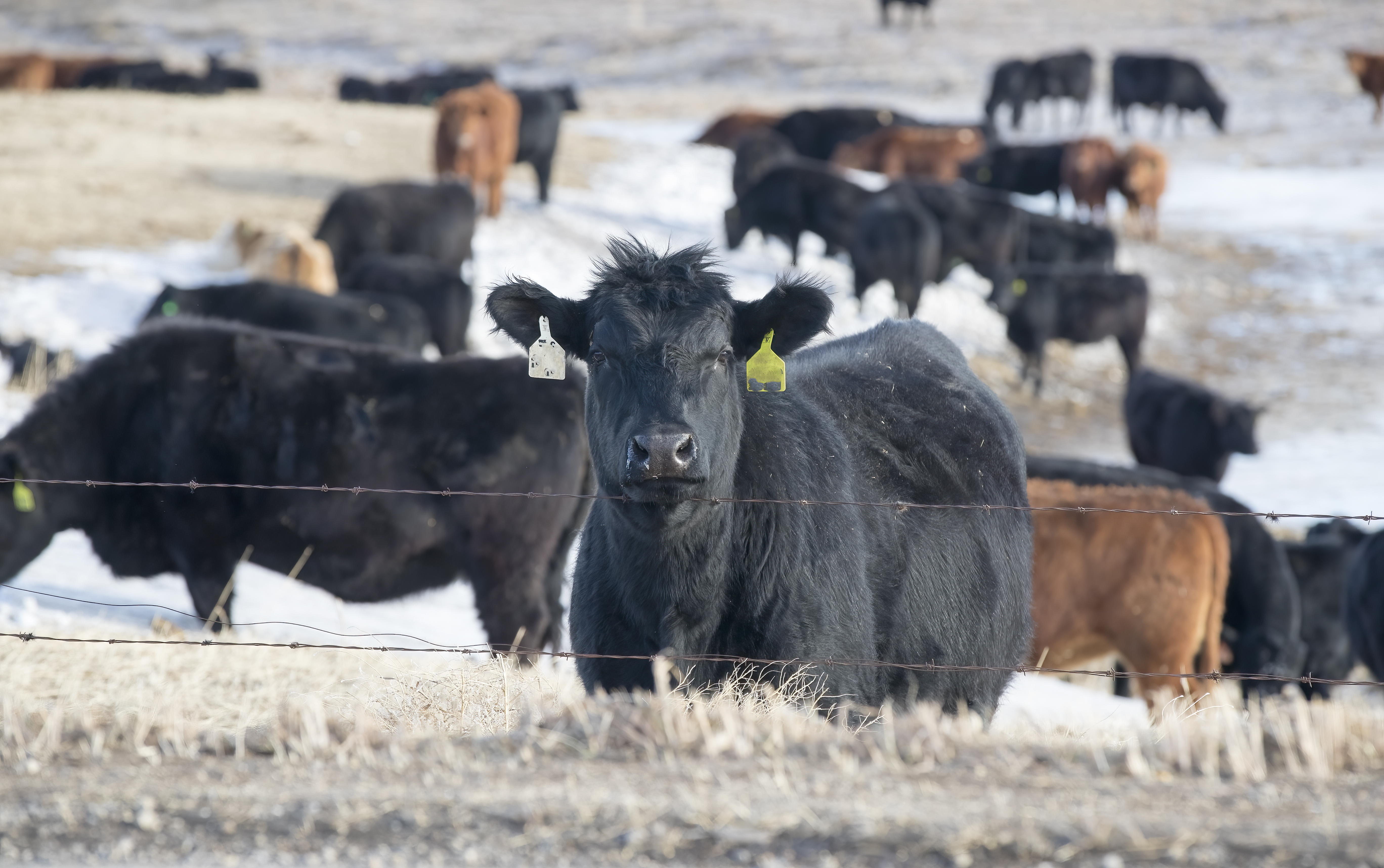 Black cow in a farm field